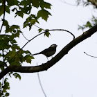 Black-capped chickadee