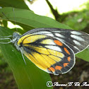 Rosenberg’s Painted Jezebel
