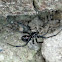 Steatoda capensis
