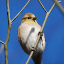 American Goldfinch