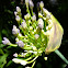 Agapanthus