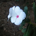 Madagascar Periwinkle