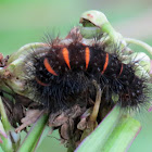 Giant leopard moth caterpillar