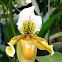 Slipper Orchid