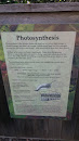 Photosynthesis