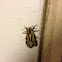 Harnessed Tiger Moth