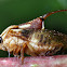 Tube Spittlebug