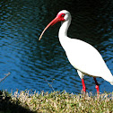 White Ibis