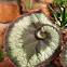 Begonia rex escargot
