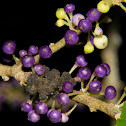 Whiteywood or Mahoe (female)