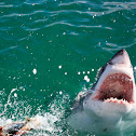 white shark