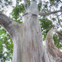 Rainbow Eucalyptus