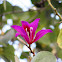 Orchid tree, गुलाबी कचनार