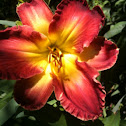 Day lilly