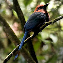 Broad-billed Motmot