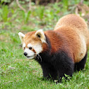 Red Panda