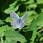 Blue Copper