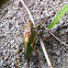Large green grasshoper