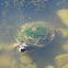 Brisbane River Turtle
