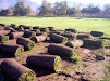 Pasto Alfombra Topgrass 090327015