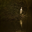 Great Egret
