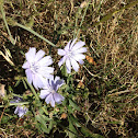 Chicory
