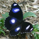 Varied Eggfly (male)