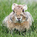 Desert Cottontail