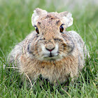 Desert Cottontail