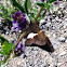 Silver-spotted Skipper