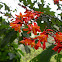 Watsonia
