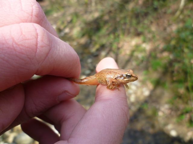 Rana italica