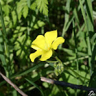 Bermuda buttercup