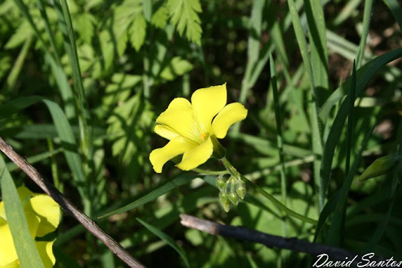 Spotting Image 1