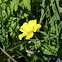 Bermuda buttercup