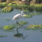 Little Egret