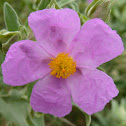 Roselha