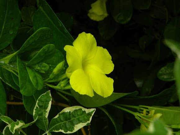 Spotting Image 1