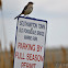 Northern Mockingbird
