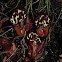 Aristolochia flower