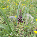 Tassel Hyacinth (Μούσκαρι το εύκοσμον -βολβοί)