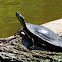 Painted Turtle