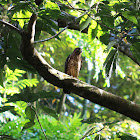 Broad-winged Hawk