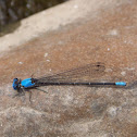 Blue-fronted Dancer
