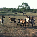 Spanish range goats