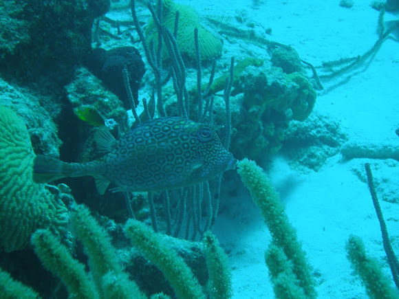 Spotting Image 1