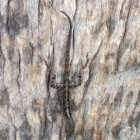 Cuban Brown Anole
