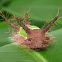 Saddleback caterpillar