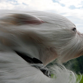 by Jeannette Thalmann-Bendeth - Animals - Dogs Portraits ( bailey, rare breed, dog, coton de tulear )