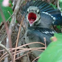 Blue Jay